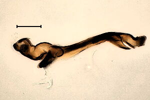 Agromyza albipennis