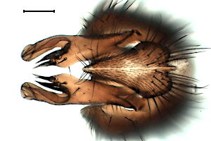 Anthomyia confusanea