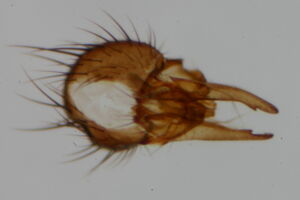 Botanophila biciliaris