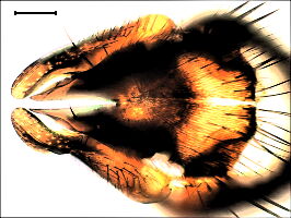 Botanophila brunneilinea