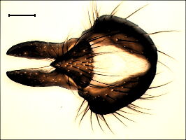 Botanophila striolata