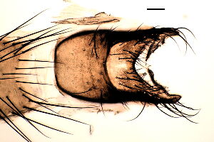 Egle ciliata