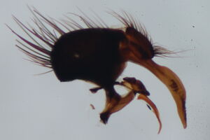 Phorbia longipilis