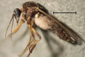 Atrichopogon rostratus