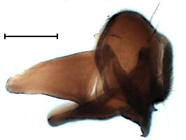 Leucopis atratula