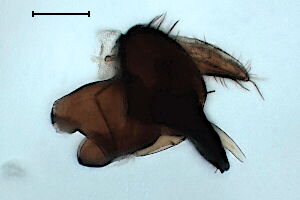 Leucopis pseudomelanopus