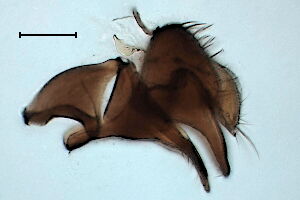 Leucopis puncticornis
