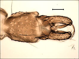 Heterotrissocladius marcidus