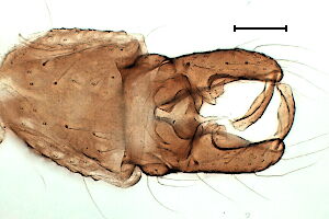 Orthocladius calvus