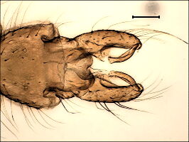 Orthocladius rhyacobius