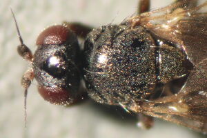 Elachiptera scrobiculata