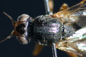 Elachiptera tuberculifera