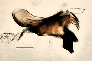 Meromyza bohemica