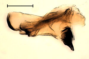 Meromyza palposa