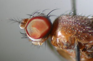 Chymomyza fuscimana