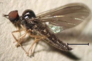 Trichinomyia flavipes