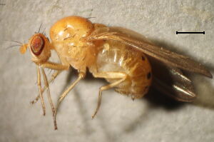 Sapromyza sexpunctata