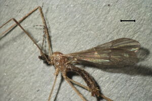 Ormosia bicornis