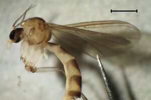 Exechiopsis dumitrescae