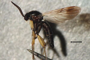 Greenomyia mongolica