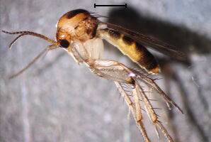 Mycetophila