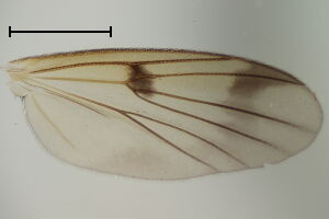 Mycetophila blanda
