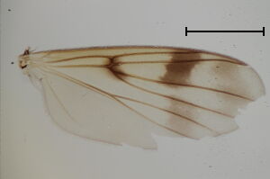 Mycetophila caudata