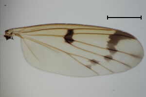 Mycetophila cingulum