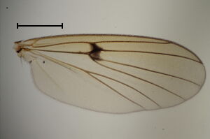 Mycetophila ichneumonea