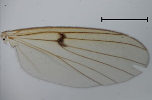 Mycetophila idonea
