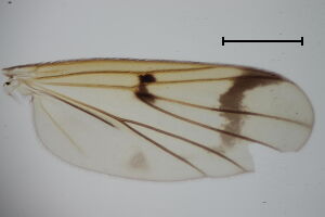 Mycetophila laeta