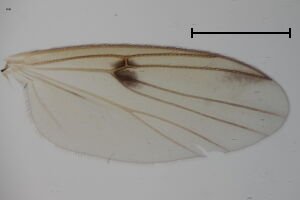 Mycetophila lamellata