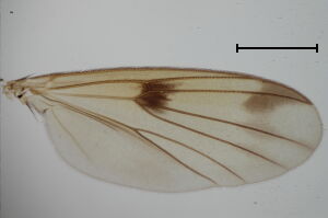 Mycetophila lubomirskii