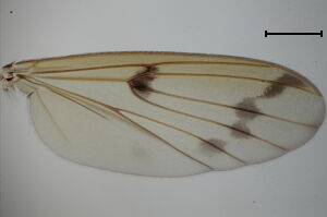 Mycetophila ornata
