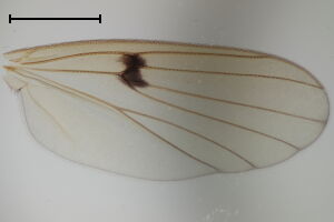 Mycetophila ruficollis