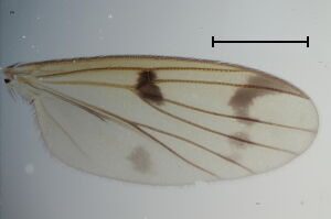 Mycetophila trinotata