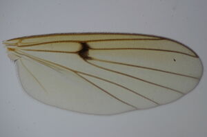Mycetophila uninotata
