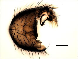 Phronia cinerascens