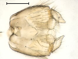 Sceptonia flavipuncta