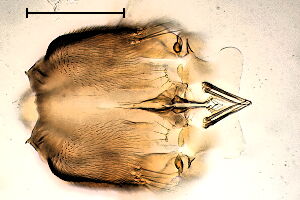 Sceptonia membranacea