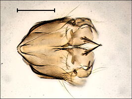 Sceptonia nigra