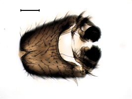 Trichonta conjungens