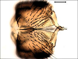 Trichonta terminalis