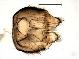 Zygomyia humeralis