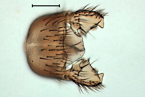Zygomyia pictipennis