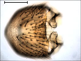 Zygomyia pseudohumeralis