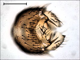 Zygomyia semifusca
