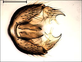 Zygomyia valeriae