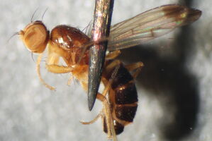 Geomyza apicalis