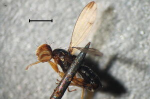 Geomyza subnigra